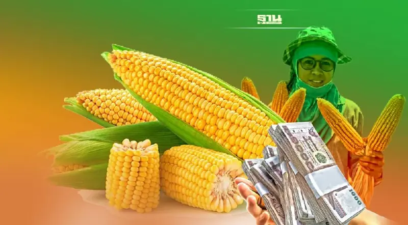 ประกันรายได้ข้าวโพด งวด2 "พาณิชย์" เคาะไม่จ่ายชดเชย ชาวไร่เช็คด่วน 