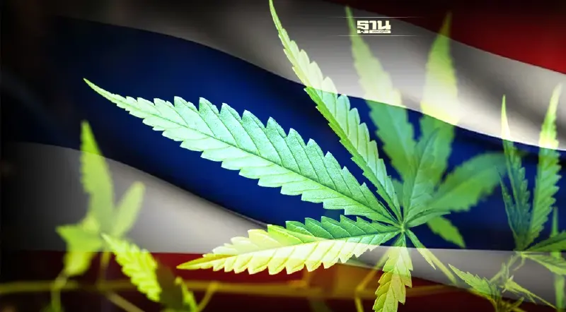 เสนอขึ้นทะเบียน  "กัญชาไทย" เป็นมรดกโลก