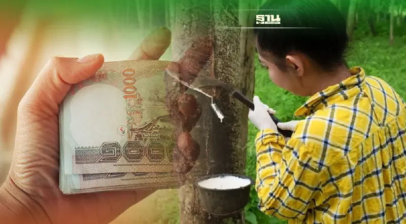 ประกันรายได้ยางพาราเฟส 3 ธ.ก.ส.โอนเงินช่วยเหลือเกษตกรวันไหน อัพเดทที่นี่