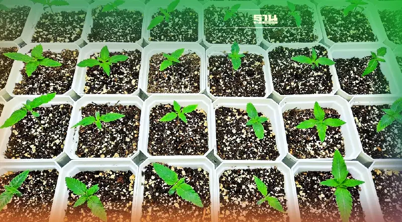 อย. ไฟเขียว "บูทิค คอร์ปอเรชั่น" ปลูก-ผลิตกัญชาการแพทย์เพิ่ม