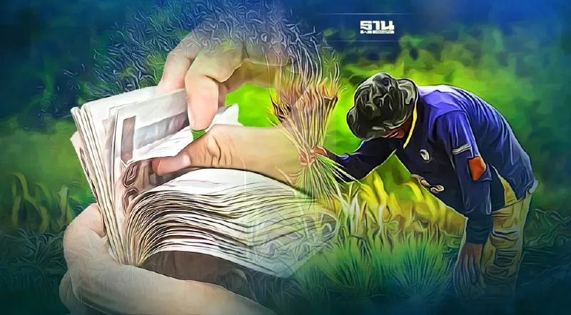 ประกันรายได้ ชาวนาเตรียมรับเงิน9-14ธ.ค.นี้