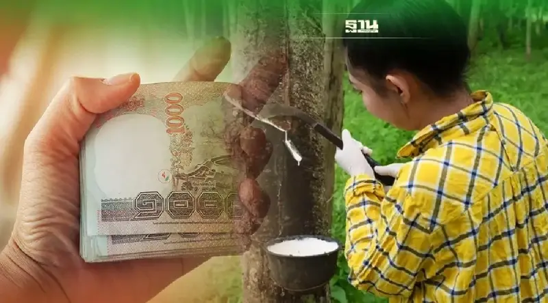 ประกันราคายางเฟส 3 ล่าสุดวันนี้ ธ.ก.ส.โอนเงินเยียวยาวันไหนอ่านด่วนที่นี่