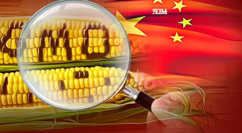 สะเทือนโลก จีน ไฟเขียว “ข้าวโพด GMO” 7 สายพันธุ์ หนุนความมั่นคงด้านอาหาร