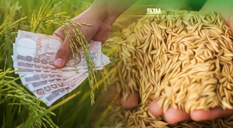 ประกันรายได้ข้าว งวด8 เช็คเลยเงินเข้าวันไหน