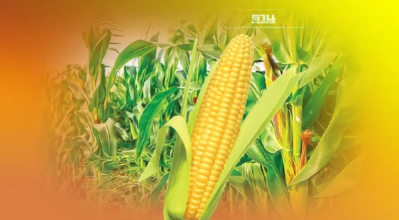 จี้ตรวจสต๊อก “ข้าวโพดบด” นำเข้าพุ่ง 3 หมื่นตัน หวั่นซิกแซกใช้ผลิตอาหารสัตว์