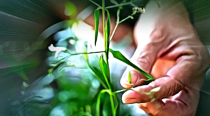 พ่อหลวงสอนปลูกสมุนไพรต้านโรคร้ายกว่า 5 ทศวรรษ