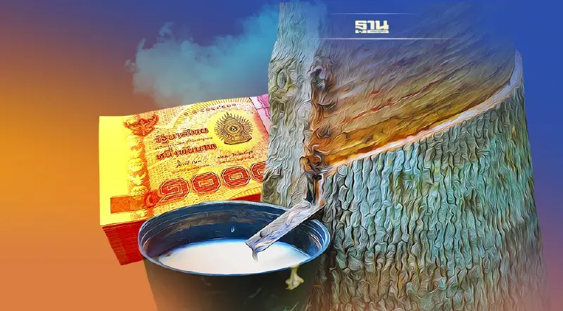 เงินประกันรายได้ยางพารา เช็ค6ข้อควรรู้แบบม้วนเดียวจบ