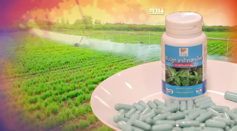 ซีพีเอฟ พร้อมแจกยาสมุนไพร “ฟ้าทะลายโจร” 30 ล้านแคปซูล