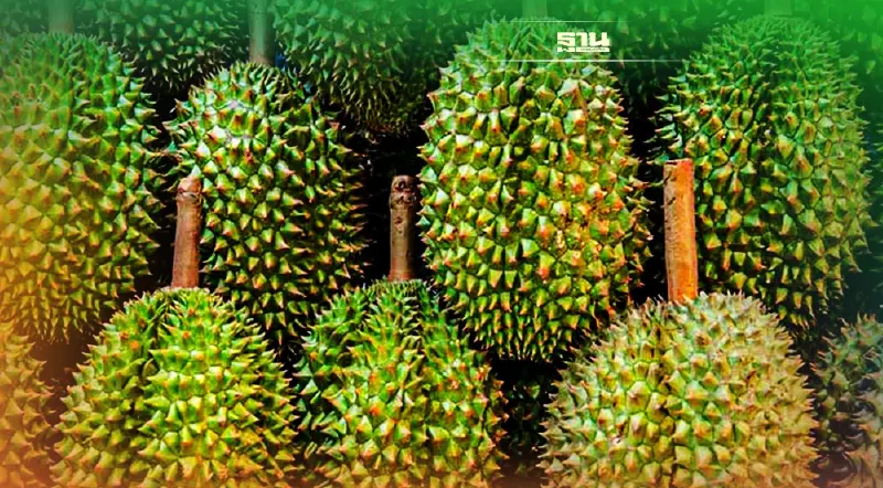 รัฐ-เอกชนงัด 6 มาตรการรับมือปัญหาทุเรียนปี 65 ป้องส่งออกแสนล้าน