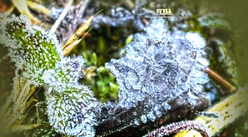 ยัง 5 องศา อินทนนท์ยะเยือก  นักท่องเที่ยวแห่ชม"เหมยขาบ"แน่น