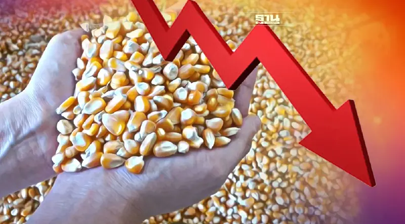 ช็อก  ราคา “ข้าวโพดเลี้ยงสัตว์” ลาว กัมพูชา เวียดนาม พุ่งแซงไทย รอบกว่า 10 ปี