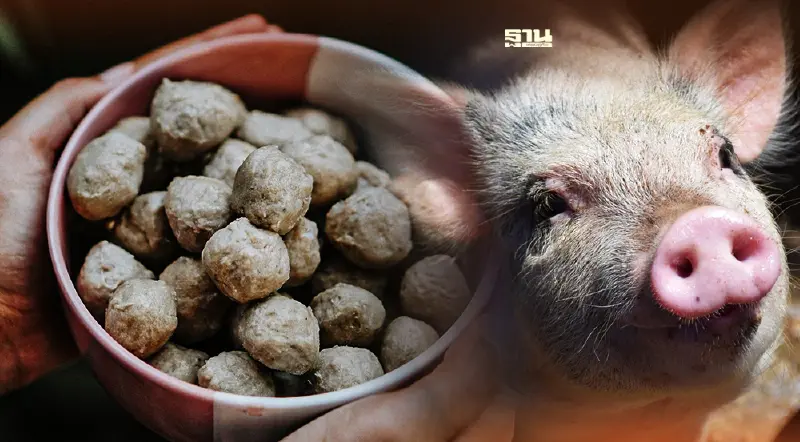 ผงะ! เจอ DNA หมู ใน "ลูกชิ้นเนื้อวัว" ฮาลาล