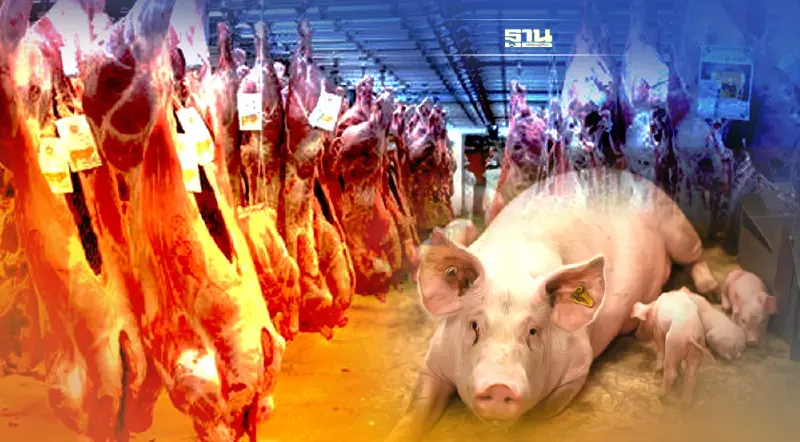 พาณิชย์สั่งผู้เลี้ยง-ห้องเย็นต้องแจ้งสต๊อกหมู ไม่แจ้งส่งดำเนินคดีทันที