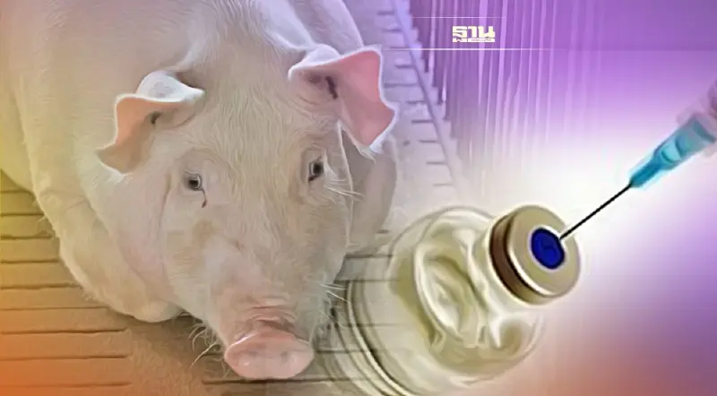 กรมปศุสัตว์ เร่งวิจัย วัคซีน ป้องกัน ระบาดเชื้อ ASF ในหมู