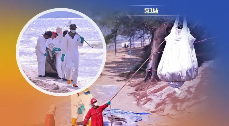 อัพเดทการเก็บกู้คราบน้ำมันหาดแม่รำพึงประสบความสำเร็จ