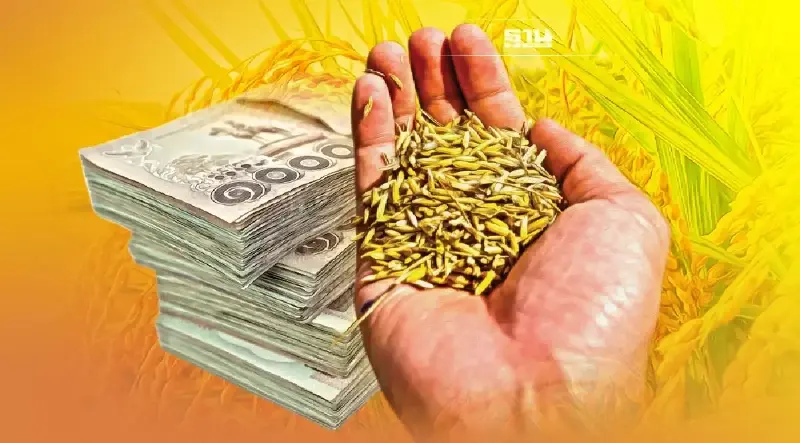 เช็ค” เงินประกันรายได้ข้าว งวด 16” ตรวจสอบที่นี่