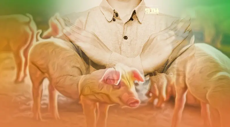 แก้หมูแพง  “พาณิชย์”ห้ามส่งออกหมูเป็น 3 เดือน