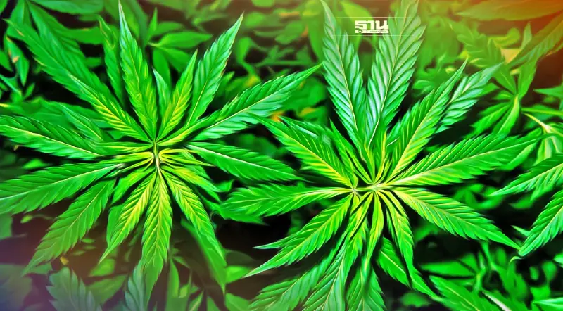 กัญชายังเป็นยาเสพติด  ป.ป.ส. ชี้ปลูกโดยไม่ขออนุญาตผิดกฎหมาย