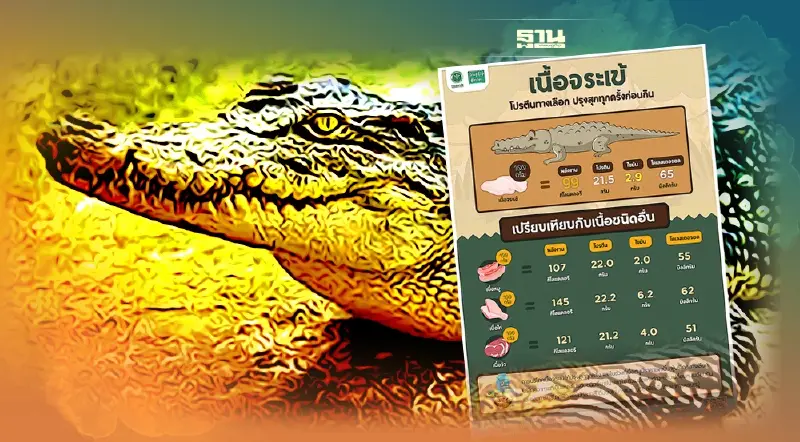 เนื้อจระเข้ สรรพคุณ เป็นอย่างไรในยุคหมูแพง รู้ก่อนกินอ่านได้ที่นี่ 