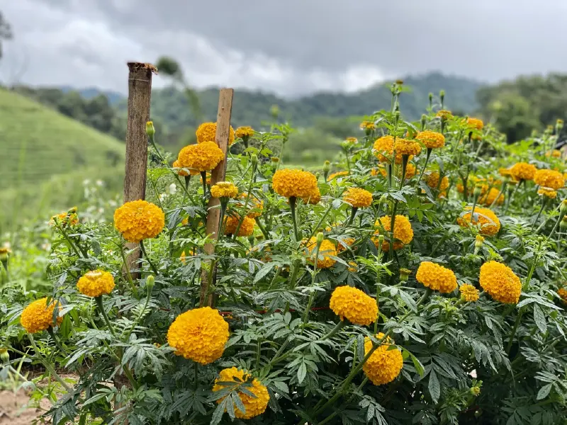 “ป่าสักนวมินทรราชินี” ลุ่มน้ำปายแหล่งปลูกดาวเรือง สู่ ชาพร้อมดื่ม 