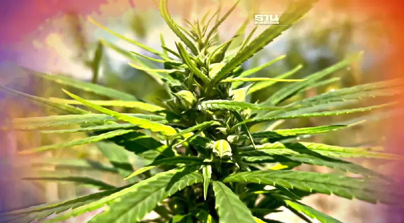 ศูนย์ฯห้วยเสี้ยวต่อยอดสกัด"น้ำมันกัญชง"ส่งโรงงานเครื่องสำอาง