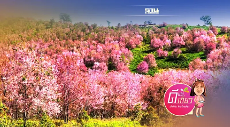 สวยปัง‘ภูลมโล’ดอกนางพญาเสือโคร่งบานสะพรั่งกลางหุบเขาสีชมพู สวยปัง‘ภูลมโล’ดอกนางพญาเสือโคร่งบานสะพรั่งกลางหุบเขาสีชมพู