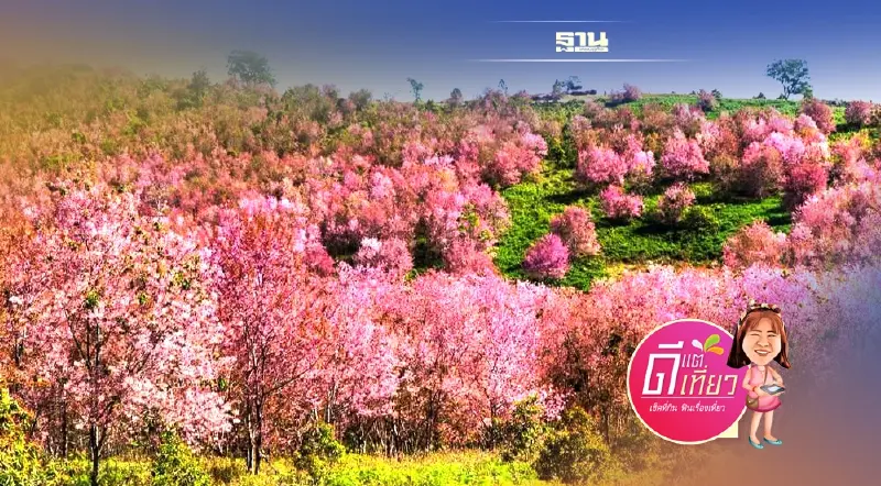 สวยปัง‘ภูลมโล’ดอกนางพญาเสือโคร่งบานสะพรั่งกลางหุบเขาสีชมพู