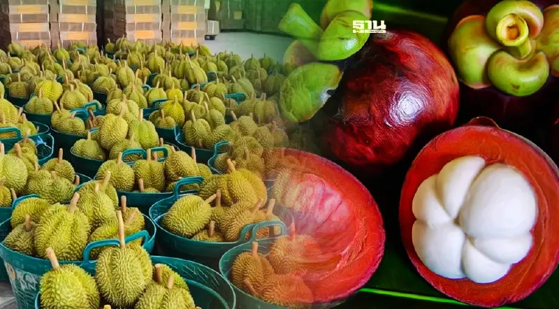 ผวา “มังคุด” “ทุเรียน”  โดนจีนแบน ซ้ำรอยลำไย ป้องตลาดแสนล้าน