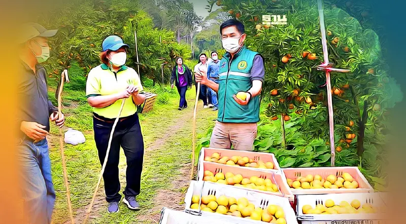 หนีโควิด นักธุรกิจท่องเที่ยวเชียงใหม่หันเปิดสวนส้มสะเมิงรับ"ฟาร์มทัวร์"