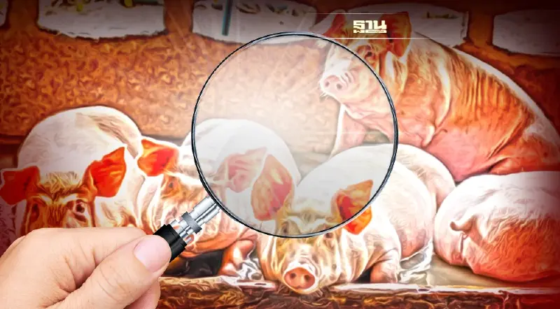 เปิดความจริง!! วงในคนเลี้ยงหมู รัฐเพิกเฉยไม่ยอมรับโรค ASF ระบาดในไทย