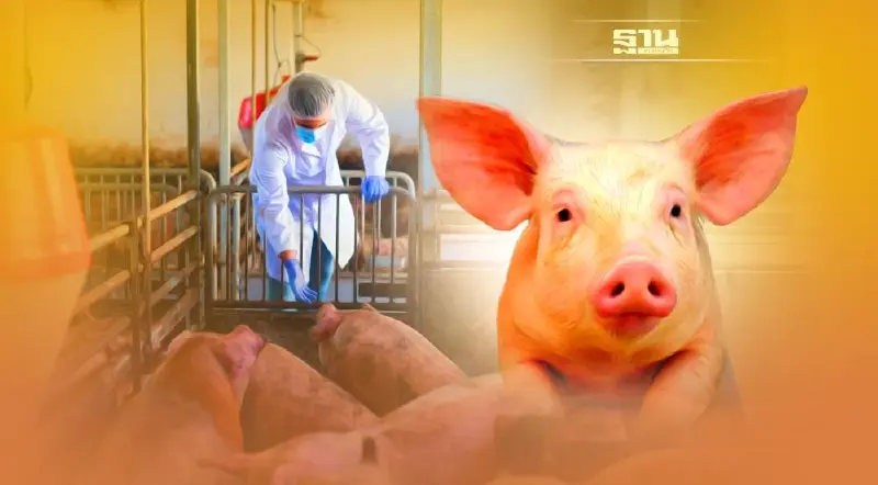 เปิดไทม์ไลน์ 3 ปี สัญญาณโรค ASF รัฐปิดหู-ปิดตาปชช. จนบานปลายระดับชาติ