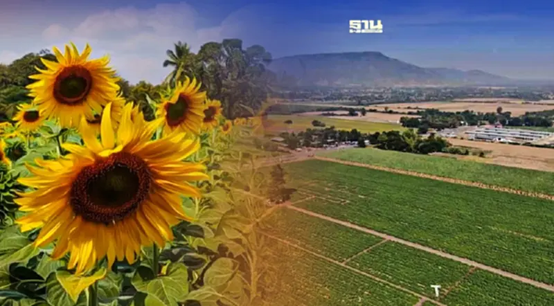 ททท.พลิกโฉมทุ่งทานตะวันลพบุรี สู่ SUNFLOWER AMAZE สร้างรายได้ชุมชน ททท.พลิกโฉมทุ่งทานตะวันลพบุรี สู่ SUNFLOWER AMAZE สร้างรายได้ชุมชน