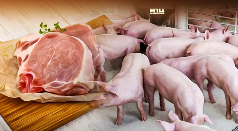 ยกระดับมาตรฐานฟาร์มหมู การบริโภคเชิงคุณภาพ ของดีที่ต้องจ่ายเพิ่ม ยกระดับมาตรฐานฟาร์มหมู การบริโภคเชิงคุณภาพ ของดีที่ต้องจ่ายเพิ่ม