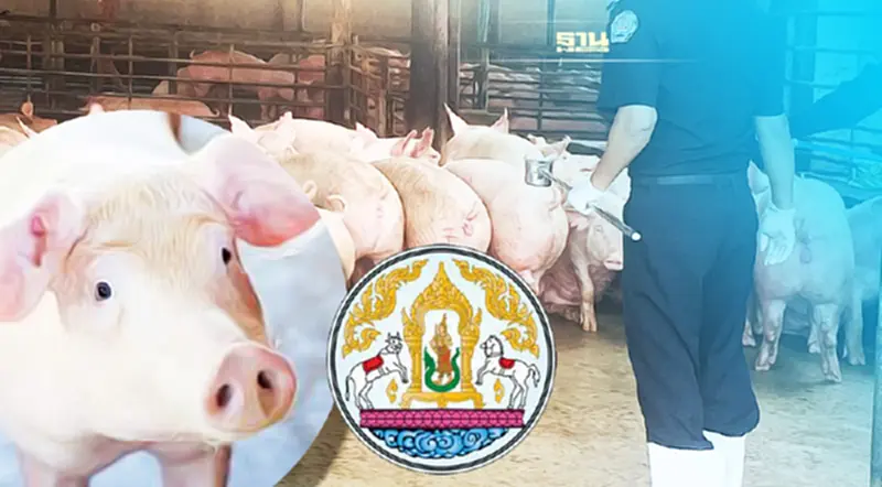 กรมปศุสัตว์ ตรวจสอบฟาร์มสุกร ใช่โรค “ASF” หรือไม่ กรมปศุสัตว์ ตรวจสอบฟาร์มสุกร ใช่โรค “ASF” หรือไม่