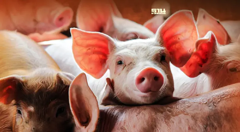 วิกฤตหมูแพง รัฐควรแก้ปัญหาอย่างไร ? อย่าทิ้ง ปชช.สู้อย่างโดดเดี่ยว วิกฤตหมูแพง รัฐควรแก้ปัญหาอย่างไร ? อย่าทิ้ง ปชช.สู้อย่างโดดเดี่ยว