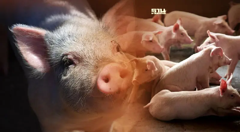 7 หายนะ “คนเลี้ยงหมู”ดันราคาพุ่งเป็นประวัติการณ์