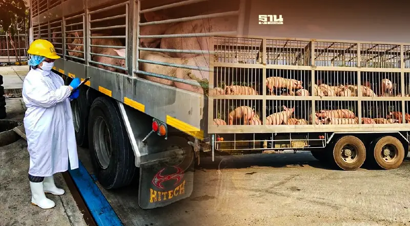 สั่งคุมเข้มเคลื่อนย้ายหมู กำจัดโรค ASF ให้สงบโดยเร็ว