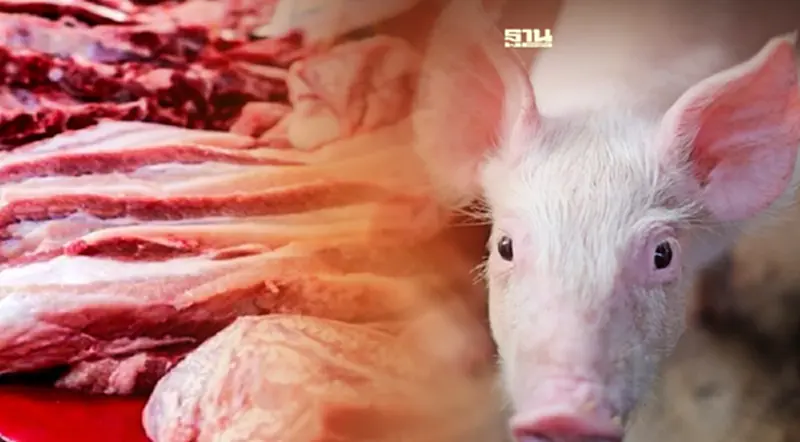 “คนเลี้ยงหมู ไม่ใช่แพะ” วอนอย่าซ้ำเติมทุกข์เกษตรกร “คนเลี้ยงหมู ไม่ใช่แพะ” วอนอย่าซ้ำเติมทุกข์เกษตรกร