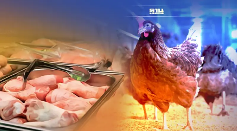ราคาไก่ยังเพิ่ม แม้ภาครัฐมีมาตรการแทรกแซง ราคาไก่ยังเพิ่ม แม้ภาครัฐมีมาตรการแทรกแซง