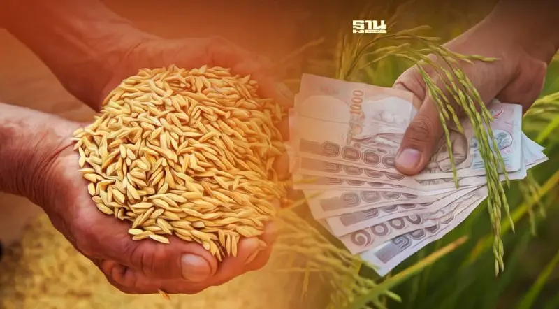 ประกันรายได้ข้าวงวด13 "พาณิชย์"เคาะจ่ายส่วนต่างข้าวเปลือกเจ้ารับสูงสุด