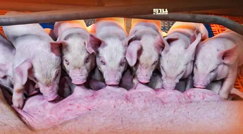 ผู้เลี้ยงหมูเชียงใหม่-ลำพูน พร้อมเลี้ยงรอบใหม่ หนุนกรมปศุสัตว์อย่าถอดใจ ผู้เลี้ยงหมูเชียงใหม่-ลำพูน พร้อมเลี้ยงรอบใหม่ หนุนกรมปศุสัตว์อย่าถอดใจ