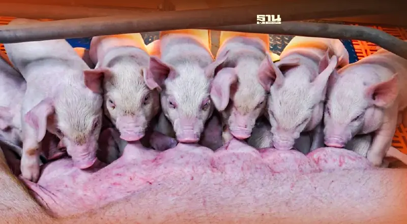 ผู้เลี้ยงหมูเชียงใหม่-ลำพูน พร้อมเลี้ยงรอบใหม่ หนุนกรมปศุสัตว์อย่าถอดใจ