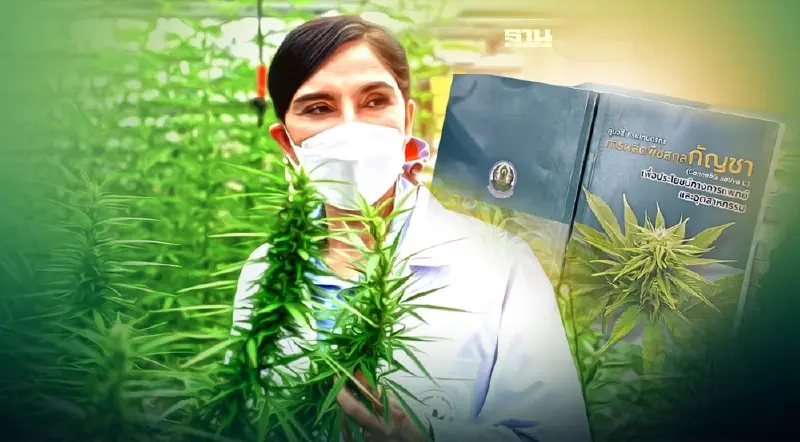 งัด กฎหมาย ปิดทางนำเข้า “กัญชา-กัญชง” เมล็ดพันธุ์ ช่อดอก เสรี