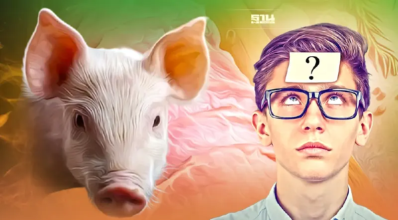 10 คำถามคาใจ ปัญหาหมู ที่นี่มีคำตอบ!! ... ทางรอดคนเลี้ยง-ทางออกผู้บริโภค