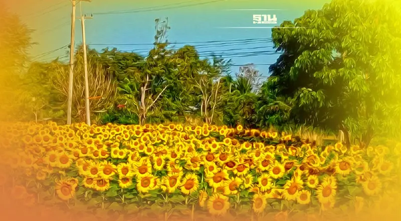 เปิด “ทุ่งรุ่งอรุณ ณ  เขาจาน ” แลนด์มาร์กแห่งใหม่ จ.สระแก้ว