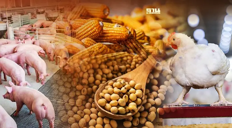 “ข้าวโพด-ถั่วเหลือง-อาหารเสริม” พุ่งแรง ทุกข์คนเลี้ยงสัตว์ จี้ปรับนโยบาย