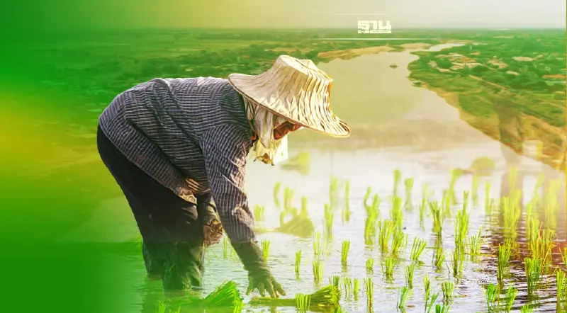 ผงะ! ชาวนา  “ลุ่มเจ้าพระยา” ปลูกข้าวเกินแผน 129.03%