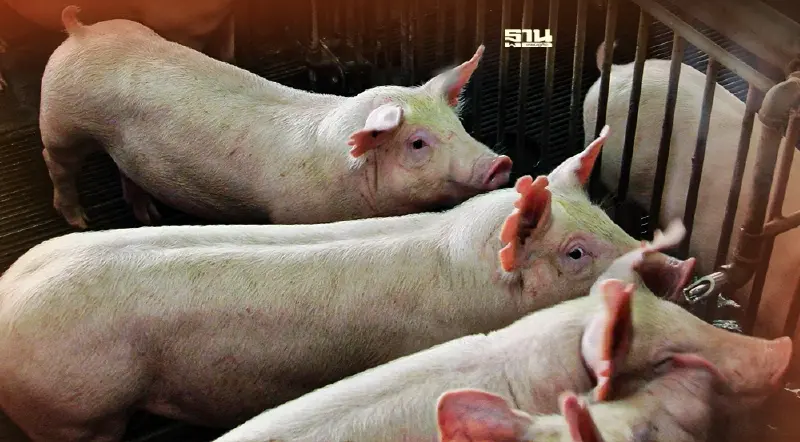 “หมูแพง” วิกฤติคือโอกาส ยกระดับการผลิตรายย่อยสู่มาตรฐานสากล