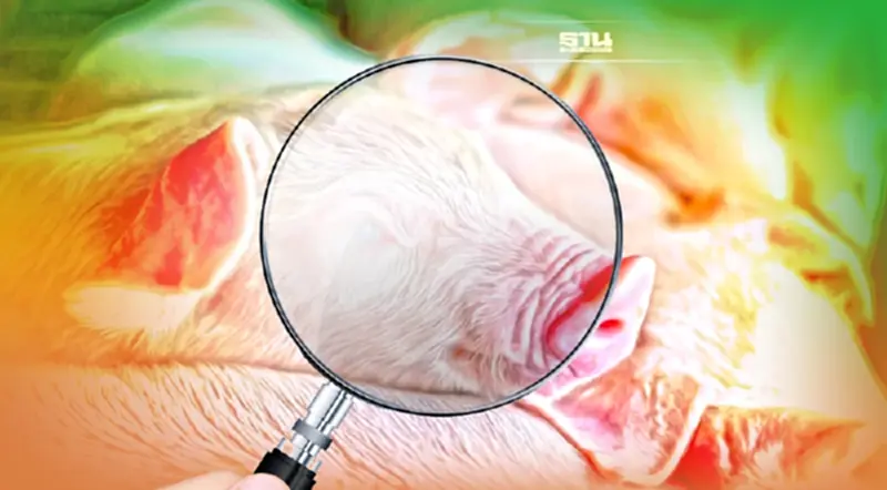 ส่องมูลเหตุ หมูหายไปไหน? กรมปศุสัตว์ยัน ไทยยังไม่มีโรคอหิวาต์แอฟริกา ส่องมูลเหตุ หมูหายไปไหน? กรมปศุสัตว์ยัน ไทยยังไม่มีโรคอหิวาต์แอฟริกา