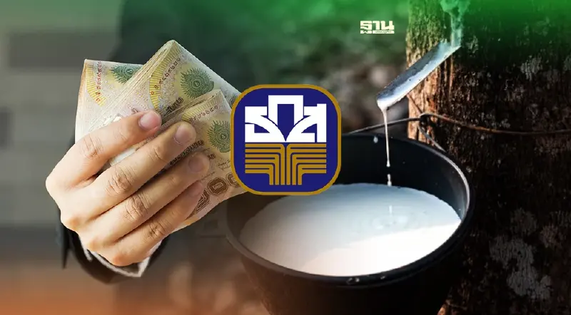 “ประกันราคายาง” ธ.ก.ส. โอนให้แล้วกว่า 4.8 แสนราย